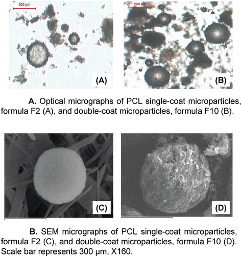 Figure 3.  A. Optical micrographs of PCL single-coat microparticles, formula F2 (A), and double-coat microparticles, formula F10 (B). B. SEM micrographs of PCL single-coat microparticles, formula F2 (C), and double-coat microparticles, formula F10 (D). Scale bar represents 300 μm, X160.