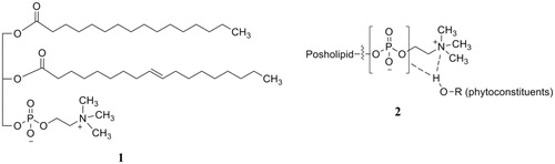 Figure 5. Structures of phosphatidylcholine (1) and phospholipid complex of phytoconstituents (2).
