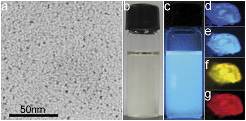 Figure 5. (a) TEM image of 5 nm-CQDS obtained from glucose; (b, c) photographs of CQDs dispersals in water with visible light and UV (365 nm, centre) illumination, respectively; (d–g) fluorescent microscope images of CQDs under diverse excitation: d, e, f and g for 360, 390, 470 and 540 nm, respectively. (Reprinted from Ref. [Citation11] Copyright 2011, with permission from Elsevier).