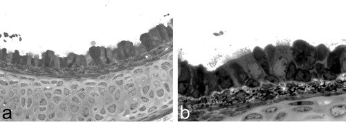 Figure 1 Photographs of a histology specimen of a murine trachea. Lower(a) and higher (b) magnification photographs depict the respiratory epithelium, which covers the cartilage layer. The ciliated respiratory epithelial cells appear to be brighter and carry hair‐like projections (cilia). Intercalated mucous cells do not carry cilia and are darker in colour.