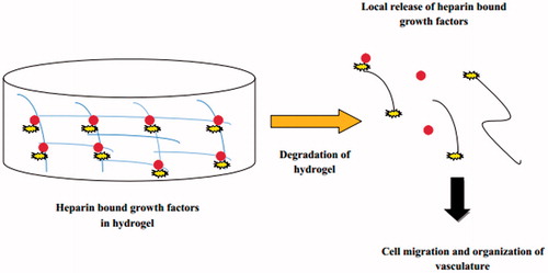 Figure 5. Release of heparin bound growth factors from hydrogels in wound healing.