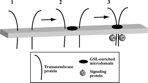 Figure 2.  Model for GSL-initiated clustering of plasma membrane microdomains. (1) In untreated cells, PM microdomains are too small or transient to be visualized. Certain transmembrane proteins (e.g., ß1-integrins) are dispersed in the membrane. (2) Addition of exogenous GSL or cholesterol to the membrane causes the formation or coalescence of GSL-enriched microdomains. (3) Certain transmembrane proteins and intracellular signaling proteins (e.g., src kinases) become clustered in GSL-enriched microdomains. Clustering leads to protein activation and intracellular signaling.