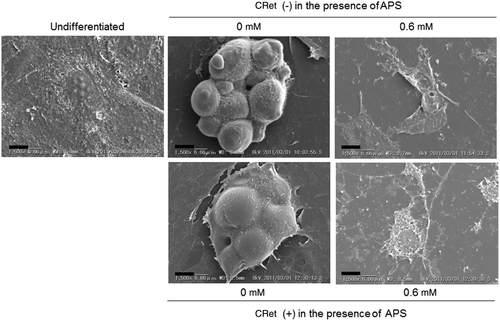 Figure 7. Surface ultrastructure of OP9 cells treated with 0.6 mM APS combined with hyperthermia at 41°C for 1 min using a CRet system [CRet (+)] or sham-manipulated [CRet (−)], which was observed using a scanning electron microscope. OP9 cells were treated as described in Figure 3. Scale bars = 10 µm, magnification: ×1500.