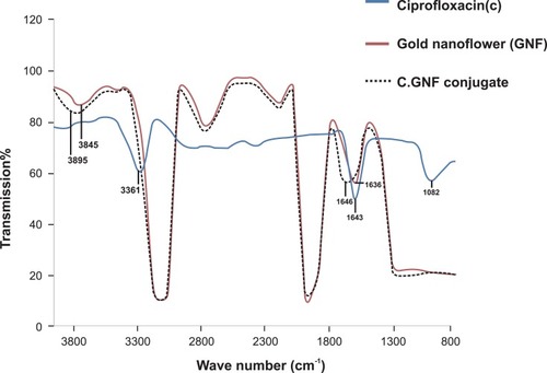 Figure 4 FTIR spectra of ciprofloxacin, biogenic gold nanoflowers, ciprofloxacin-bound gold nanoflowers.