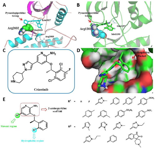 Figure 2. Design strategies of target compounds based on cocrystal structures of Crizotinib with ROS1WT (PDB 3ZBF) and ALKWT (PDB 2XP2). (A) Docking structure of Crizotinib binding to apo-G2032R ROS1 receptor. (B) Docking structure of Crizotinib binding to apo-G1202R ALK receptor. (C) 2D structure of Crizotinib. (D) Docking posture of Crizotinib binding to ROS1 receptor. (E) Design strategies for novel 2-aminopyridine analogues as ROS1/ALK dual inhibitors. (For interpretation of the references to colour in this figure legend, the reader is referred to the Web version of this article).