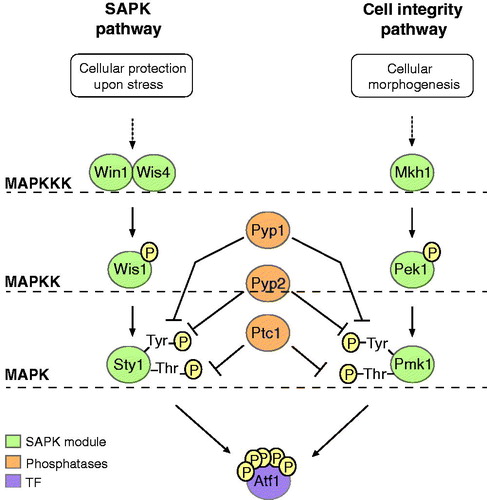 Figure 3. Molecular and functional overlap of the fission yeast stress-activated protein kinase (SAPK) and the cell integrity pathways. Colors used to represent different type of molecules are explained in the lower left part of the figure.