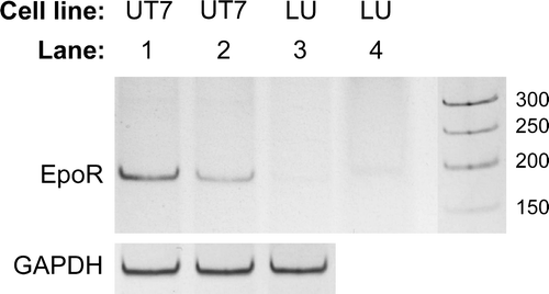 Figure 3.  RT-PCR of EpoR mRNA. PCR products from all (3×3) replicates of each combination of cell line and growth condition were pooled and separated by polyacrylamide gel electrophoresis. UT-7/Epo cells grown without Epo for 24 h (lane 1), or with 2×103 IU/L rHuEpo (lane 2), and LU-HNSCC-7 cells (lane 3). In lane 4, 10-fold higher amount of the LU-HNSCC-7 product was loaded. GAPDH mRNA was probed for relative quantification.