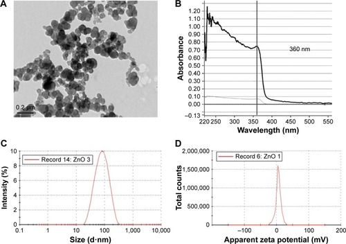 Figure 1 Characterization of ZnO NPs.Notes: (A) A representative TEM micrograph of ZnO NPs. (B) UV-vis of ZnO NPs reveals an absorption peak at 360 nm. (C) Size distribution of ZnO NPs from DLS. ZnO NPs arê70 nm in diameter in solution. (D) Zeta potential of ZnO NPs is +5.8 mV.Abbreviations: DLS, dynamic light scattering; NPs, nanoparticles; TEM, transmission electron microscopy; UV-vis, ultraviolet-visible.