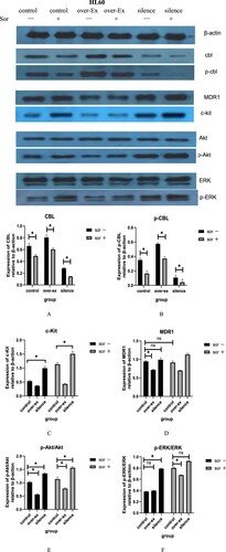 Figure 9. Related protein expression in HL60 cells with different c-CBL gene statuses with or without sorafenib(10μM) treatment for 24 h.
