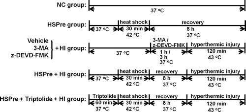 Figure 1. Experimental procedures. NC, normothermic controls; HI, hyperthermic injury; HSPre, heat shock preconditioning; HSPre + triptolide, heat shock preconditioning plus triptolide.