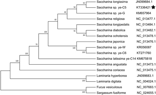 Figure 1. Phylogenetic tree of ML analyses based on the complete mitochondrial nucleotide acid sequences of other brown algae. The pentagram stands for the new sequenced species in our work