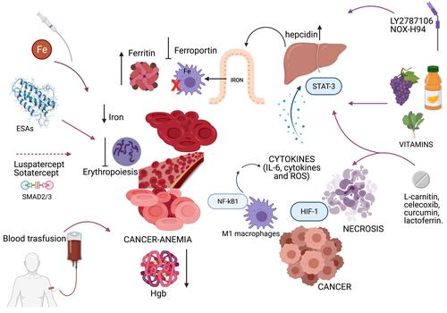 Figure 1 Pathogenetic mechanisms of cancer-related anemia and main related targeted approaches. The pathogenesis of cancer-related anemia involves multiple mechanisms induced by chronic inflammation associated to cancer and leading to functional iron deficiency and impaired erythropoiesis. Then, a multitargeted approach including conventional treatment such as ESAs, blood transfusion, iron therapy, as well as drugs targeting the inflammatory pathway, modulators of the iron metabolism, hepcidin antagonists, novel regulators of erythropoiesis and nutritional support should be considered. Figure was created in BioRender.com.