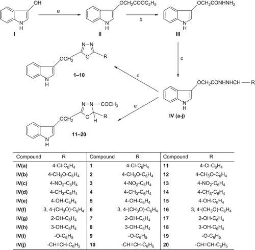 Scheme 1.  Synthesis of oxadiazole and oxadiazoline analogs. Reagents and conditions: (a) ClCH2COOC2H5, K2CO3, acetone, reflux for 12 h; (b) NH2NH2, ethanol, reflux for 8 h; (c) aldehydes, ethanol, reflux for 6 h; (d) Br, CH3COONa, CH3COOH, 2 h stirring; (e) (CH3CO)2O, reflux for 1 h.