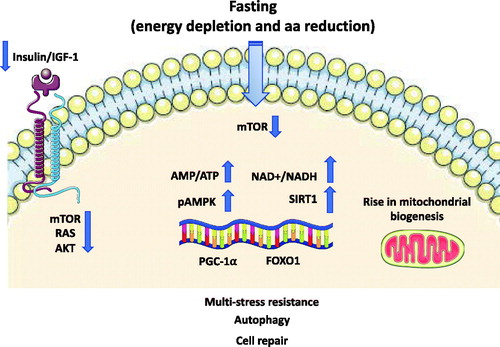Figure 2. Representationof signalling pathways modulated fasting. The reduced levels of circulating amino acids and of IGF-1 consequent to fasting repress the activity of mTOR and its downstream effector leading to an inhibition of global protein synthesis and promote recycling of macromolecules by autophagy stimulation. There is a rise in the AMP-to-ATP ratio leading to the activation of AMPK. SIRT1-driven deacetylation of PGC-1α and FOXO1 transcription factors provides a mechanism by which mitochondrial and lipid oxidation genes can be dynamically controlled in response to energy demand. AMPK: AMP-activated protein kinase; FOXO1: forkhead box O1; IGF: insulin-like growth factor; NAD+: nicotinamide adenine dinucleotide; PGC-1α: peroxisome proliferator–activated receptor γ coactivator 1α; mTOR: mammalian target of Rapamycin; SIRT: sirtuin.