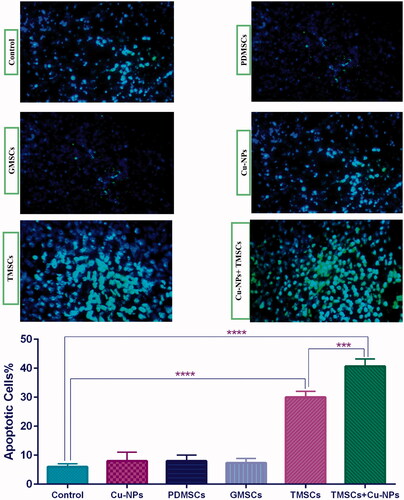 Figure 6. Analysis of apoptosis via TUNEL assay. (A) The TRAIL-PDMSCs + Cu-NPs group demonstrated a significant enhancement of TUNEL-positive nuclei. (B) The percentage of apoptotic cells between different experimental groups which shows no appreciable difference among the PDMSCs and GFP-PDMSCs groups. The number of apoptotic cells was counted in five random fields and avoiding areas of necrosis. Original magnification ×400. All results are expressed by mean ± SD.***p < .001, ****p < .0001. TMSC: TRAIL-PDMSCs; GMSC: GFP-PDMSCs.