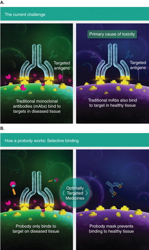 Figure 1. Cartoon illustration of the antibody and Probody platforms. A. A conventional antibody binds to its target in both healthy and diseased tissues; selectivity requires differential expression of the antigen. B. The Probody consists of a fully biosynthetic construct in which a masking peptide (triangle) linked to a selective proteolytically cleavable linker is added to the N-terminus of the antibody light chain. In healthy tissues, the Probody remains intact and thus is blocked from binding to the antigen target. However, once the linker peptide is cleaved by proteases that are selectively activated in the diseased-tissue microenvironment, the masking peptide is released, allowing the active antibody to bind to its target, resulting in tissue-specific activity.