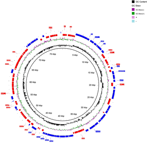 Figure 2 Plasmid map of the plasmid pWF127-NDM harboring blaNDM-1.