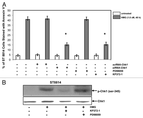 Figure 6. Effect of suppression of Akt on the induction of apoptosis and Chk1 phosphorylation. (A) After the transfection of scRNA-, siRNA-Chk1, or treatment of Akt, ERK1/2 inhibitor, respectively, prior to the addition of HMG, annexin V analysis was performed. The error bars represent SD over 5 independent experiments (n = 5, * P values < 0.05). (B) The phosphorylation status of Chk1 in HMG-treated ST8814 cells, after the treatment of Akt or ERK1/2 inhibitor, was analyzed by immunoblotting. The even loadings were normalized by Chk1 expression.