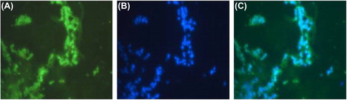 Figure 4. Cryosectioned polycaprolactone electrospun matrices seeded with rat skeletal myoblasts were stained for muscle-specific actin with FITC (A), DAPI for nuclear staining (B), and merged (C).