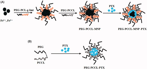 Figure 1. Synthesis schematic of PEG–PCCL-MNP, PEG–PCCL, and their PTX-loaded nanoparticles. (A) PEG–PCCL-MNP (B) PEG–PCCL.