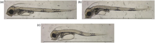 Figure 2. Example microscopy images at 17 dpf, showing: (a) a fish from the seawater 4 d control group; (b) a fish from the Statfjord A 40 d treatment group; and (c) a fish from the ULSFO 28 d-2 treatment group. Spinal deformity is visible in the SFA animal, and severe craniofacial and spinal deformities, as well as an enlarged yolk sac and pericardial edema, can be seen in the ULSFO fish. Scale bars 5 mm, 1 mm divisions.