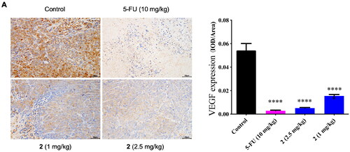 Figure 9. The effects of compound 2 (1 mg/kg, 2.5 mg/kg) and 5-FU (10 mg/kg) on the VEGF expression in tumour mice. (A) Immunohistochemical and dyeing pictures in each group; (B) Quantitative analysis of VEGF expression in each group. Original magnification, 400×.