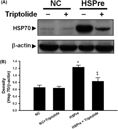 Figure 4. The inhibitor triptolide blocked the effect of HSPre-induced HSP70 expression. Immunoblotting analysed the HSP70 after HSPre with/without triptolide pretreatment. Data were presented as the means ± SD of three independent experiments. †p < 0.05 in comparison with NC group. ‡p < 0.05 in comparison with the HSPre group. Please see the legends of Figure 1 for group abbreviations.