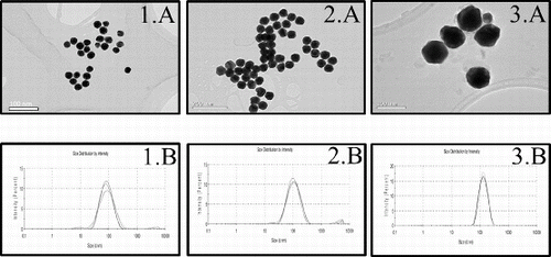 Figure 1. Analysis of 30 (1), 50 (2) and 90 (3) nm gold nanoparticles size by TEM and DLS. Representative TEM images (A) and size distribution by DLS (B) after 24 h incubation in cell-free culture medium. Scale bars represent 100 nm (1A and 3A) and 200 nm (2A).
