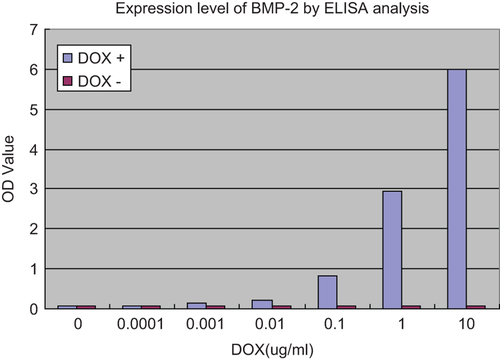Figure 2. Expression level of BMP-2 in different DOX concentrations by ELISA analysis. BMSCs were seeded into 24-well culture plates at a density of 3 × 104 cells per well, 4h after co-transfection of rat BMSCs with ADV-hBMP2 and Adeno-X Tet-On, the culture fluids were replaced with 3 mL of fresh DMEM with supplement of 2% FBS and DOX (Sigma–Aldrich) at the following concentration: 0, 10−4, 10−3, 10−2, 10−1, 1, 10 μg/mL. Following additional 48-h incubation, the culture medium was collected to evaluate the expression level of BMP-2 by means of ELISA kit (R&D) according the manufacturer's manual. Results show highly significant differences between the induced and uninduced samples (p < 0.0001) when DOX concentration was over 0.001 ug/ml.