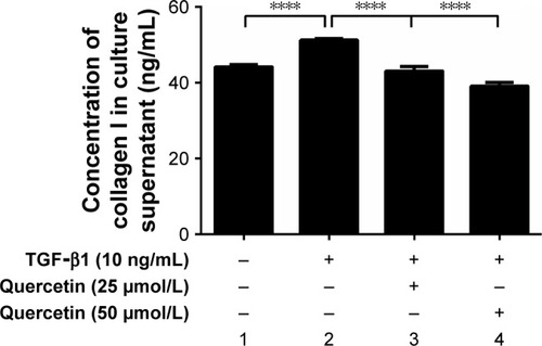 Figure 4 Effect of quercetin on collagen I secretion in TGF-β1-treated RPE cells.