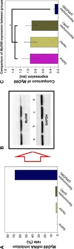 Figure 11 Gene expression of MyD88 after liver transplantation.Notes: (A) MyD88 mRNAinhibition rate of different groups compared with the saline group. (B) MyD88 protein expression 5 days after liver transplantation was tested by Western blot (a: saline group, b: vector group, c: pHK/PAEgroup, and d: pMyD88/HGPAEgroup). (C) Comparison of MyD88 protein expression among different groups. *P<0.01.Abbreviation: HGPAE, histidine-grafted poly(β-amino ester).