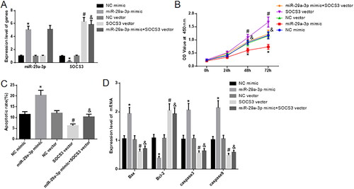 Figure 4. miR-29a-3p hinders the growth of human villous trophoblast cells and encourages their programmed cell death by suppressing the activity of SOCS3. (A) Displays the measurement of miR-29a-3p and SOCS3 expression using qRT-PCR. (B) Displays the utilization of a CCK-8 assay to assess cell proliferation. (C) Displays the application of flow cytometry to observe cell apoptosis. (D) Displays the evaluation of cell apoptosis-related markers through qRT-PCR. Tukey HSD* Compared with the NC mimic group, p < 0.05; #compared with NC vector, p < 0.05; &compared with the miR-29a-3p mimic, n = 3, p < 0.05.
