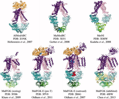 Figure 1. Crystal structures of Type I ABC importers. The TMD subunits are colored pink and deep purple, the NBD subunits are colored light cyan and teal, SBPs orange, RDs dark and light green, the regulation factor EIIA is pale yellow, the substrates are blue spheres and nucleotides are red spheres. From left to right on the top row, the following structures are represented in nucleotide-free conformations: ModBC of A. fulgidus [AfModB2C2-A], ModBC of M. acetivorans [MaModB2C2], and methionine transporter MetN2I2 from E. coli. MaModB2C2 is shown in the inhibited state with molybdate bound to the RDs. The bottom row shows structures of the maltose transporter from E. coli, MalFGK2-E in the following conformations (from left to right): inward-facing; pre-translocation state; outward-facing, nucleotide bound; and inhibited, EIIAglu-bound.