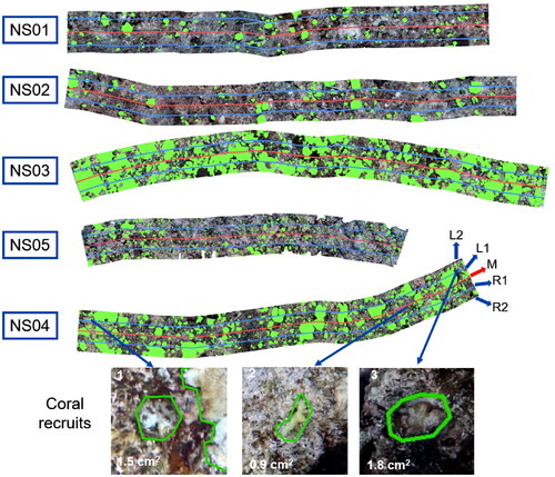 Figure 5. Analysis of coral cover from the orthomosaics. Green patches are coral colonies, red lines are the measuring tapes and blue lines are the virtual transects. The bottom three screenshots are coral recruits with different species and sizes.