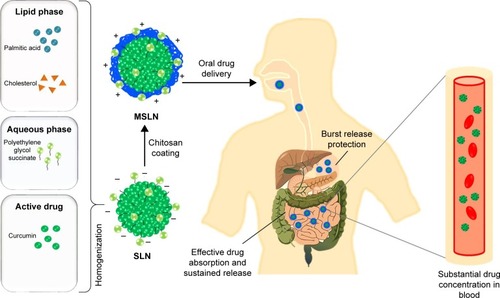 Figure 2 Schematic representation of the fate of MSLN through oral delivery.Abbreviations: MSLN, modified solid lipid nanoparticle; SLN, solid lipid nanoparticle.