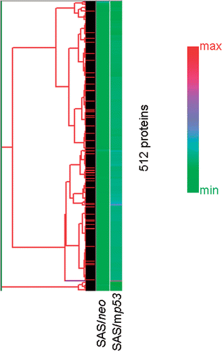 Figure 1. Unsupervised hierarchical clustering analysis of 512 proteins in heat treated cells compared with non-treated cells. The graph indicates relative protein expression levels. Lower signal values are indicated by green, and higher signal values are indicated by red.
