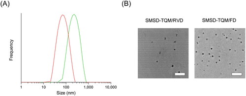 Figure 4. Micelle forming potency of TQM samples dispersed in water. (A) Micelle size distribution of SMSD-TQM spread in distilled water as determined by DLS analysis: the red line represents the particle size distribution of SMSD-TQM/FD; and the green line represents the particle size distribution of SMSD-TQM/RVD. (B) TEM image of SMSD-TQM dispersed in distilled water. Bar represents 500 nm.