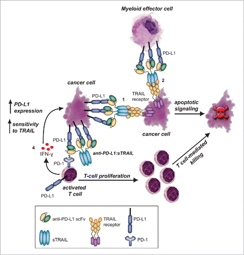 Figure 6. Proposed mechanism of action for anti-PD-L1:TRAIL. anti-PD-L1:TRAIL induces TRAIL-mediated cancer cell death after binding to tumor-expressed PD-L1 (1) or after binding to PD-L1 on myeloid effector cells (2), restores proliferation and antitumor activity of T cells by blocking PD-L1/PD-1 interaction (3) and enhances IFNγ production of T cells, leading to simultaneous PD-L1 upregulation and sensitization of cancer cells to TRAIL (4).