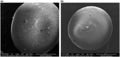 Figure 4. Microscopic pictures of (a) empty (b) 5-FU-loaded microspheres.