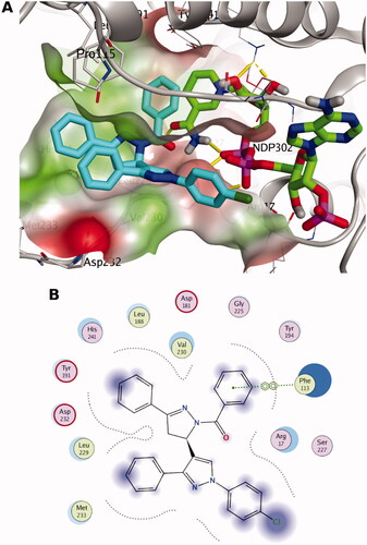 Figure 3. The docking pose of the most active compound (7a) as cyan sticks in the binding site of PTR1 (PDB code: 7pxx). The hydrophilic and hydrophobic regions are in red and green coloured molecular surfaces, respectively. Non-polar hydrogen atoms were omitted for clarity. The label “NDP-302” represents the NADPH co-factor.