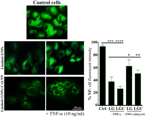 Figure 12 LG and LGC down-regulated of NF-κB activation in SKOV-3 cells. The fluorescence images showed NF-κB activation signaling in cells after treated as indicated in the presence and absence of TNF-α at concentration 10 ngmL-1. Chart represented quantitative analysis of three independent experiments. The results are represented as the mean ± SD. Asterisks indicate statically different from control untreated cells, ***p≤0.001, ****p≤0.0001, and statically different from treated cells as indicated in the presence and absence of TNF-α at concentration 10 ngmL-1, *p≤0.05, **p≤0.01.