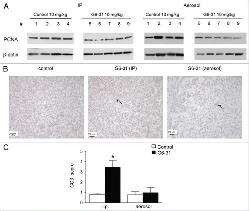 Figure 4. (A) Detection of PCNA by western blotting in whole lung protein extracts from control mice (mice 1–4) and G6–31-treated (10 mg/kg) mice (mice 5–9). Pulmonary delivery is on the right and i.p. delivery is on the left. (B) CC-3 immunostaining. Representative images of the control (left) and G6–31 (10 mg/kg dose) delivered either by i.p. (middle) or by pulmonary route (right). Brown cells are positive for CC-3 (arrows show some representative cells). The slices were counterstained with hematoxylin (× 400 magnification). Quantification of apoptosis in tumor lesions of the right lung of K-ras LA1 mice (n = 15 mice per group; *P < 0.05 Mann-Whitney test). Results are expressed as the mean staining scores of CC-3 positive cells relative to the control group ± SEM.