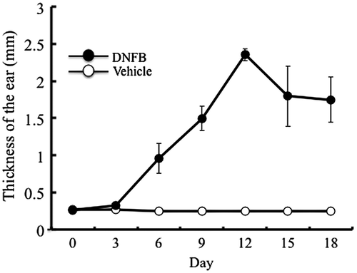 Fig. 1. Induction of contact dermatitis.Notes: Contact dermatitis was induced by applying DNFB or vehicle every 3 days to the right ear of mice and the temporal changes of ear thickness were measured. The results are presented as mean ± SD (n = 6).