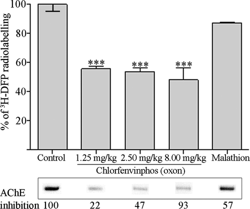 Figure 5.  Albumin is maximally bound across a range of chlorfenvinphos (oxon) doses in vivo, but is not significantly bound by malathion in vivo. Rats were treated with solvent (controls) or dosed with 12.5%, 25%, and 80% of the LD50 of chlorfenvinphos (oxon), or approximately 25% of the LD50 of malathion. Twenty-four hours after dosing plasma albumin was radiolabelled with 3H-DFP, and the incorporation of radioactivity into albumin quantified by counting the radiolabelled albumin retained on glass microfibre filters. Results are presented as the mean±standard error from at least four independent experiments from each rat. Results significantly different from controls are marked (***p <0.001). Radiolabelled albumin was also visualised by autoradiography after SDS-PAGE, and an example of the level of radioactivity incorporated into albumin shown in the lower panels. The average level of erythrocyte AChE inhibition for each dosing condition is also included.