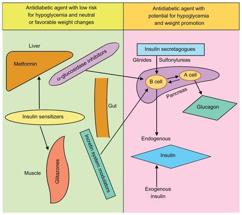 Figure 5 Site and mode of action of the most commonly used antidiabetic pharmacological agents, classified by their hypoglycemic risk potential and weight gain/loss characteristics.Adapted and modified from AlMaatouq.Citation24