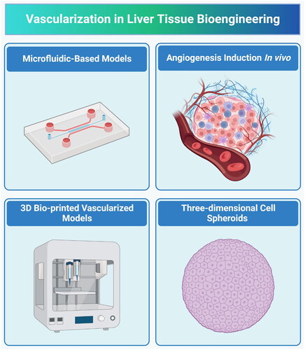 Figure 1. Four different strategies which can be used for vascularization in liver tissue engineering.