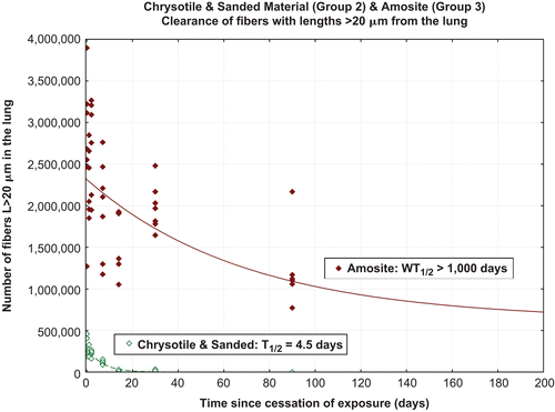 Figure 7.  Clearance of fibers longer than 20 µm from chrysotile fibers and sanded joint compound particles-exposure group (group 2) and the amosite-exposure group (group 3).