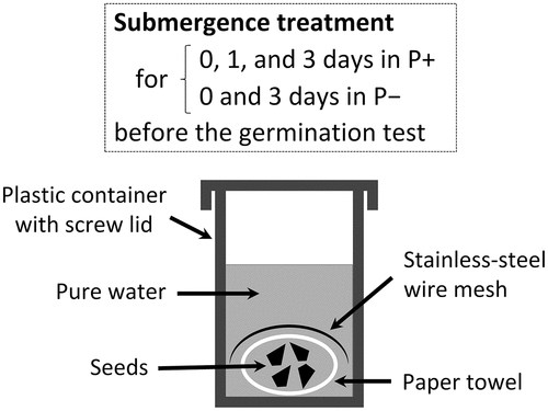 Figure 1. Submergence treatment prior to germination tests. During the treatment, the lid was closed. A stainless-steel wire mesh was placed over the seeds to prevent them from floating.