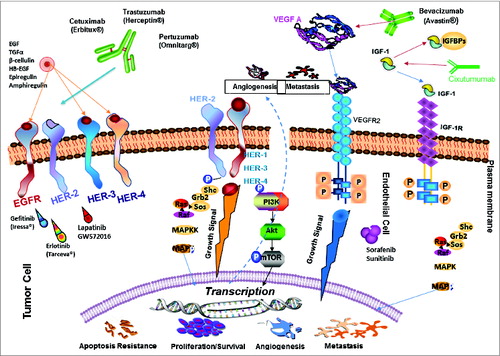 Figure 4. Signal transduction pathways drive cancer metastasis. The signaling pathways of HER family members, VEGF and IGF-1R and the current drugs that target these oncoproteins in cancer are shown. HER-2 can heterodimerize with any of the ligand-activated HER receptors (HER-1, HER-3 or HER-4) and this association leads to intracellular signaling via 2 major pathways, the MAPK pathway and the PI3K pathway, leading to proliferation, cell survival, metastasis and angiogenesis. On the other hand, VEGF can bind to its main receptor, VEGFR-2 (KDR), and this binding causes intracellular phosphorylation of the receptor, thereby stimulating the PI3K pathway and stimulating angiogenesis. The signaling pathways can be targeted extracellularly using humanized monoclonal antibodies, such as trastuzumab and pertuzumab (HER-2), cetuximab (EGF receptor), bevacizumab (Avastin) (VEGF), and cixutumumab (IGF-1R) which can prevent ligand binding and activation of the receptors or can directly block binding of an activated receptor to another. At the intracellular level, small-molecule inhibitors, such as sunitinib (VEGF), lapatinib (HER-1 and HER-2) and erlotinib (HER-2), can disrupt the phosphorylation sites and directly prevent activation of the PI3K or MAPK pathways. P: Phosphate; VEGFR: VEGF receptor.