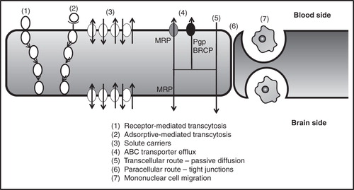 Figure 2. Transport mechanism at the blood-brain barrier (adapted from Abbott, Citation2005).